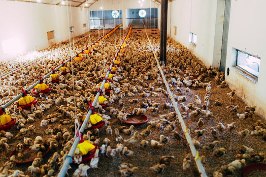 Large group of chicks in chicken farm. Selective focus.