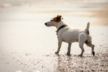 Jack Russel Terrier on the beach, playing with the sea waves. 