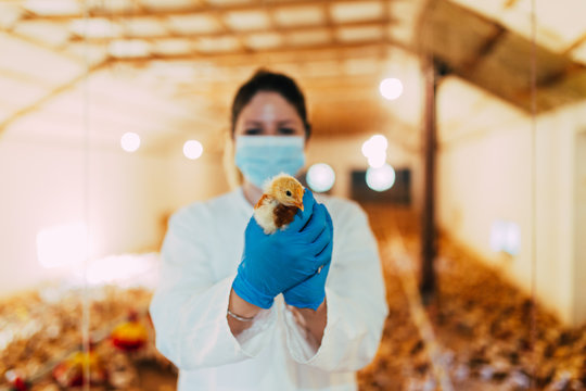 Veterinarian examining a chicken in chicken farm.