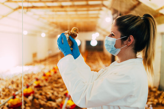 Veterinarian examining a chicken in chicken farm.
