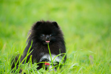 Puppy Pomeranian Spitz listens to the owner and performs functions on the command. Obedient and intelligent dog. Education, cynology, intensive training of young dogs. Young energetic dog on a walk. 