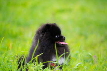 Puppy Pomeranian Spitz listens to the owner and performs functions on the command. Obedient and...