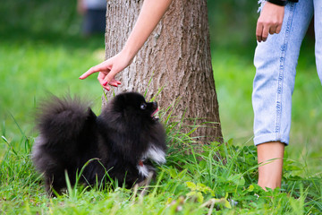 Puppy Pomeranian Spitz listens to the owner and performs functions on the command. Obedient and...