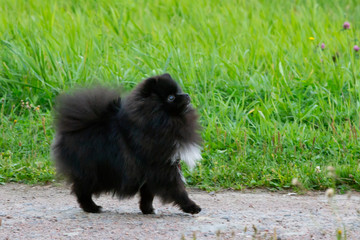 Puppy Pomeranian Spitz listens to the owner and performs functions on the command. Obedient and...