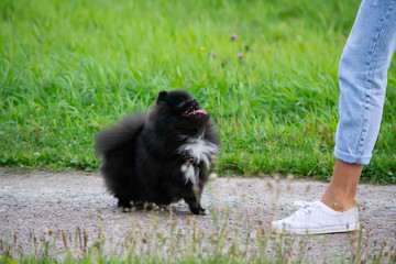 Puppy Pomeranian Spitz listens to the owner and performs functions on the command. Obedient and...