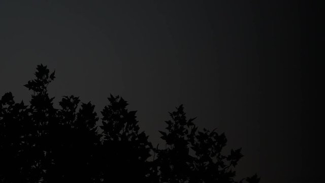 Wind blowing on a tree top. Underexposed, dark night. Black and grey tones. Concept for dangerous nature, mystery, halloween, fear, bad stormy weather, spooky night, blowing in the wind