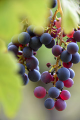 Grappe de raisin entransparence