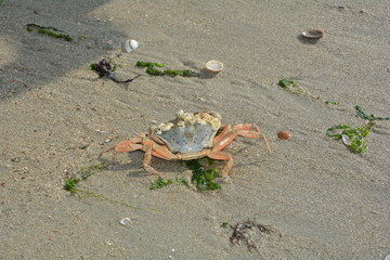 Krabbe im nassen Sand am Strand mit Muscheln und Algen im Sonnenlicht