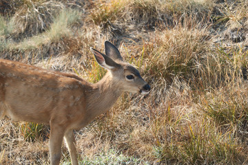 Black-tailed deer fawn on Hurricane Ridge, Olympic National Park