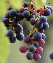Grappe de raisin