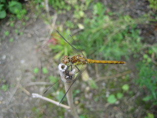 Libelle Nahaufname