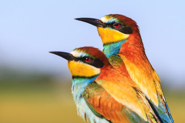 Obraz premium couple of exotic colored birds