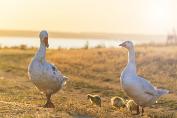 Family of geese gently passes through the field the way