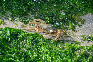 Strandkrabbe am Strand zwischen Algen