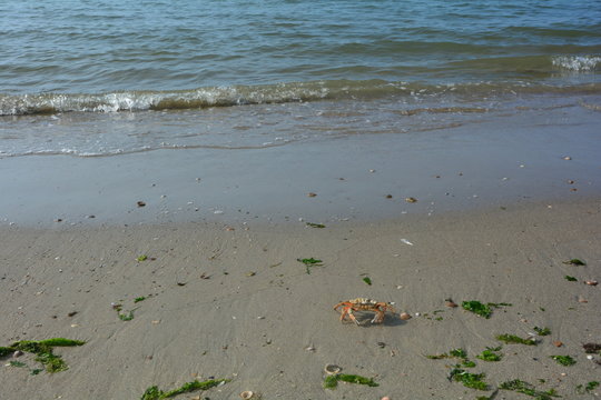 Krabbe am Strand vor einer Welle