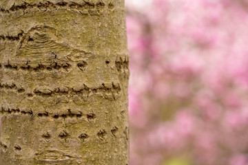 Japanese Cherry Tree Bark at the Tidal Basin in Washington DC USA with cherry blossoms in the background.