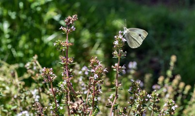 Butterfly in the garden. Foreground, natural lighting.