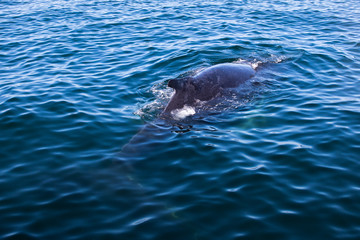 Fototapeta premium Whale watching