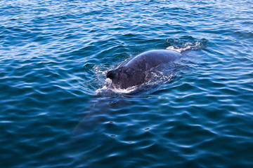 Obraz premium Whale watching