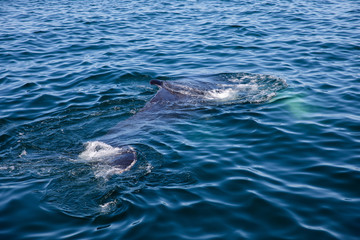 Obraz premium Whale watching