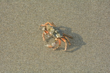 Strandkrabbe im Sand 