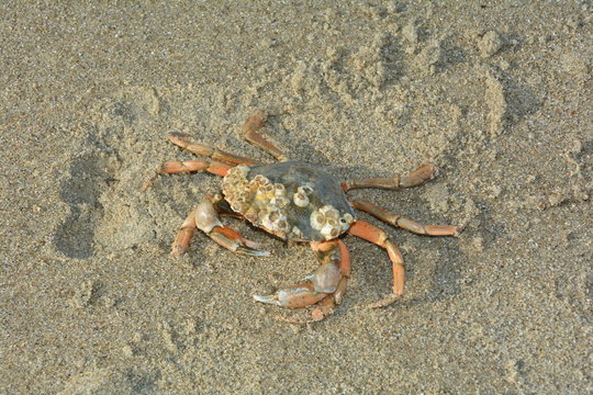 Krabbe im Sand