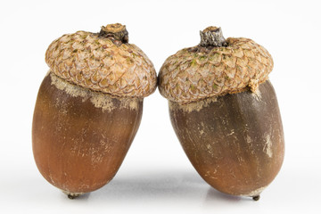 Tree seeds called an oak on a white table. Acorns stacked next to each other.
