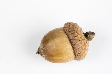 Tree seeds called an oak on a white table. Acorns stacked next to each other.