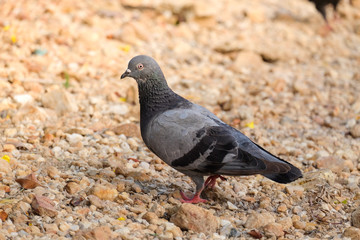 Spotted Dove Spilopelia chinensis bird