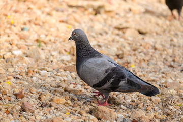 Spotted Dove Spilopelia chinensis bird