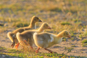 three goslings running a race at sunset