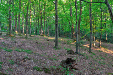 Forest in the mountains