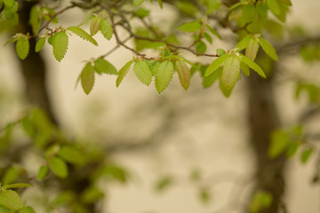 Fototapeta na wymiar Bonsai Tree in Spring at the US National Arboretum in Washington DC USA