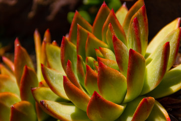 Amazing bright close-up of an Echeveria Colorata succulent plant - also known as the Mexican giant.