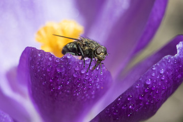 fly in crocus flower