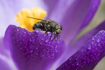 fly in crocus flower