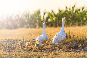 White geese family walking at sunset with sunny hotspot