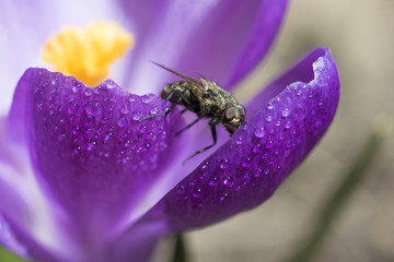 fly in crocus flower