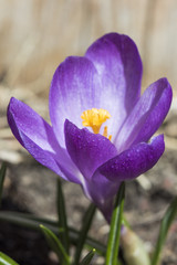 purple crocus detail