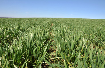 On the field spring crops of winter wheat