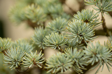 Bonsai Tree in Spring at the US National Arboretum in Washington DC USA