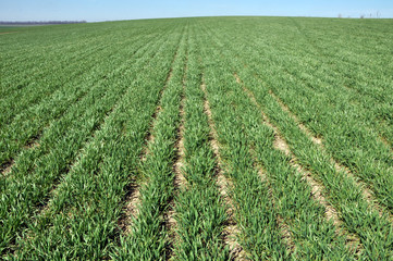 Fototapeta na wymiar On the field spring crops of winter wheat