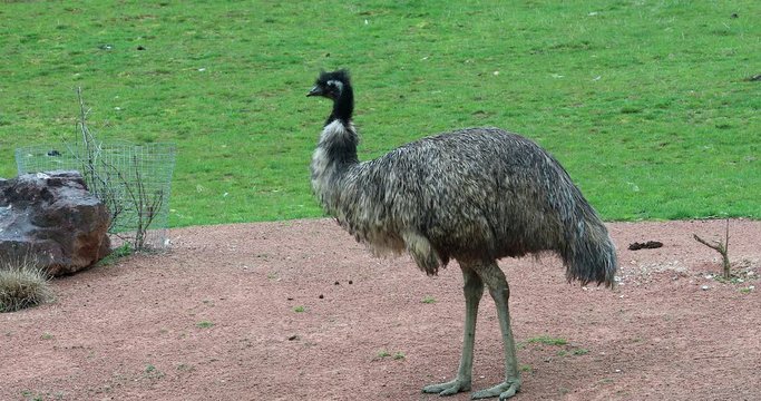 Australian Emu, Australia's Tallest Bird (Dromaius Novaehollandiae) - DCi 4K Resolution
