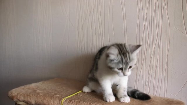 Skottish fold cat