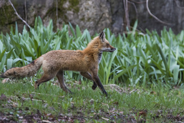 Red fox hunting