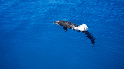 Fototapeta premium Single dolphin swimming alone. Blue water. Dolphin.