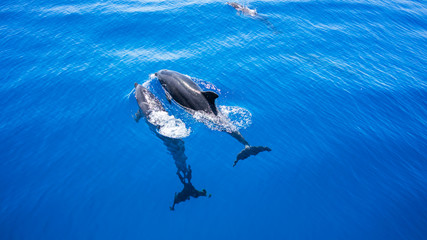 2 Dolphins swimming along with one another. Blue water. Dolphins.