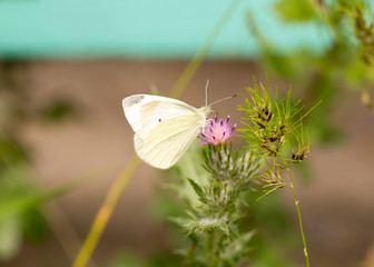 white butterfly on sits grass