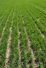 On the field spring crops of winter wheat