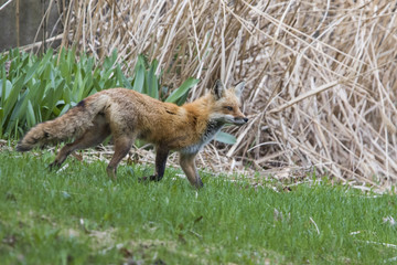 Female red fox hunting in spring